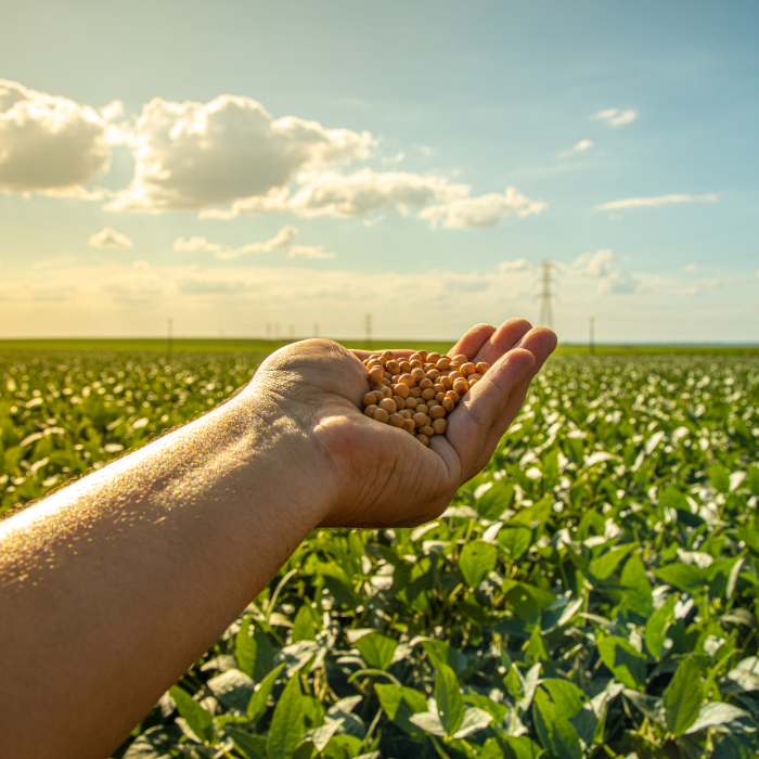 A Influência da Agricultura Sustentável na Formação e Reforma de Pastagens